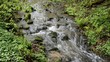 Bach im Wald