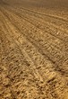 Soil