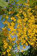 Laburnum - Bohnenbaum