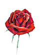 Illustration: Red rose isolated on white background Red rose isolated on white background