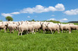 Herd of sheep