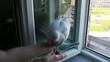 dove on hand