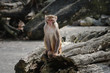 Rhesus macaque in Heidelberg Zoo, Germany