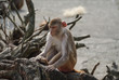 Rhesus macaque in Heidelberg Zoo, Germany