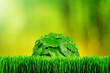 Coltsfoot on the garden grass