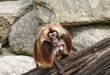 Alpha Male Rhesus macaque in Heidelberg Zoo, Germany