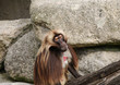 Alpha Male Rhesus macaque in Heidelberg Zoo, Germany