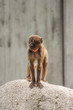 Rhesus macaque in Heidelberg Zoo, Germany