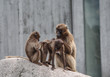 Rhesus macaque in Heidelberg Zoo, Germany