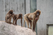 Rhesus macaque in Heidelberg Zoo, Germany