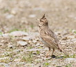 Crested Lark, Galerida cristata