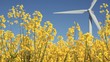 Raps und Windrad