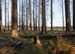 New life in pine forest years after a big forest fire