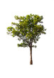green tree on white background