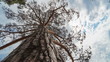 Pine Tree, Time Lapse