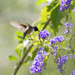 Hummingbird