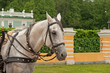 Photo: beautiful white horse portrait beautiful white horse portrait