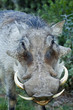 Warthog portrait