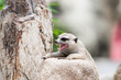 Meerkats