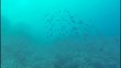 Fish Shoal in the Red Sea (UltraHD)