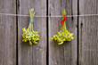 medical Cowslip (Primula veris) flowers bunch on wooden wall