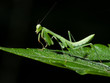 Praying mantis on leafs