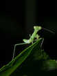 praying mantis front view
