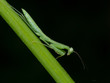 praying mantis side view