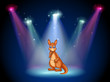 A stage with a kangaroo