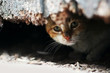 Yard cat in abandoned house