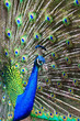 Showing male peacock