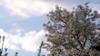 Spring Clouds. Time-laps 50X