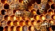 Pollen in combs.