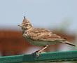 Crested Lark, Galerida cristata