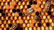 Pollen in combs.