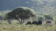 Landscape with an Acacia tree and African buffalos