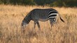 Cape Mountain Zebra, Mountain Zebra National Park