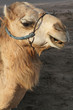 Foto: Une tête de chameau Une tête de chameau