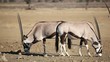 Gemsbok antelopes, Kalahari desert