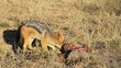 Video: Scavenging black-backed Jackals Scavenging black-backed Jackals