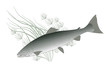 Vector: salmon fish salmon fish