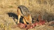 Video: Scavenging black-backed Jackal Scavenging black-backed Jackal