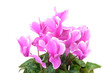 Pink Cyclamen Bush