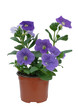 pétunia retombant
