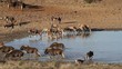 Video: Black wildebeest and blesbok antelopes at a waterhole Black wildebeest and blesbok antelopes at a waterhole