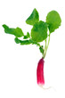 Radis du jardin