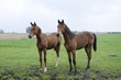 Young horses