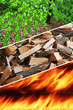 beech tree, firewood, flames