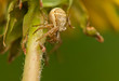 Xysticus Xysticus