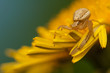 Xysticus Xysticus